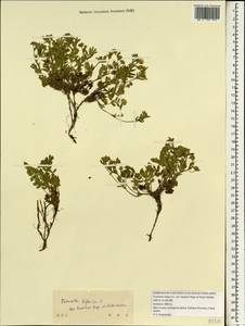 Sibbaldianthe bifurca subsp. bifurca, South Asia, South Asia (Asia outside ex-Soviet states and Mongolia) (ASIA) (China)