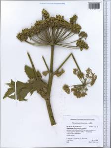 Heracleum dissectum Ledeb., Middle Asia, Northern & Central Tian Shan (M4) (Kyrgyzstan)