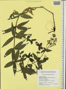 Galium rubioides L., Eastern Europe, Central forest-and-steppe region (E6) (Russia)