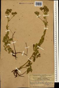 Potentilla recta L., Caucasus, Azerbaijan (K6) (Azerbaijan)