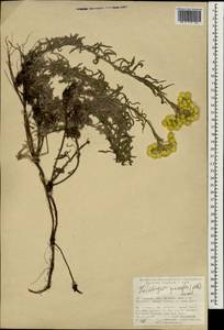 Helichrysum graveolens (M. Bieb.) Sw., South Asia, South Asia (Asia outside ex-Soviet states and Mongolia) (ASIA) (Turkey)