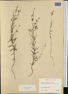 Linaria repens (L.) Mill., Western Europe (EUR) (Switzerland)
