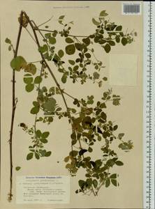 Medicago platycarpos (L.) Trautv., Siberia, Altai & Sayany Mountains (S2) (Russia)