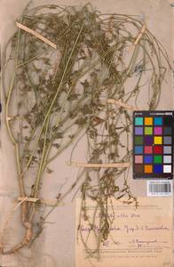 Melilotus albus Medik., Eastern Europe, Middle Volga region (E8) (Russia)