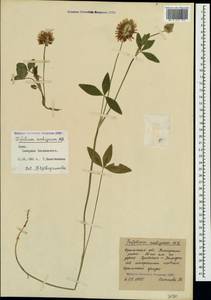 Trifolium ambiguum M.Bieb., Crimea (KRYM) (Russia)