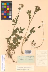 Cardamine yezoensis Maxim., Siberia, Russian Far East (S6) (Russia)