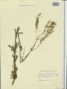 Silene chlorantha (Willd.) Ehrh., Eastern Europe, North Ukrainian region (E11) (Ukraine)
