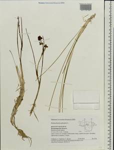 Scheuchzeria palustris L., Eastern Europe, Central region (E4) (Russia)