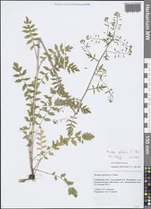 Rorippa sylvestris (L.) Besser, Eastern Europe, Central forest-and-steppe region (E6) (Russia)