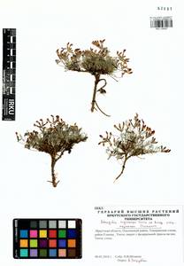 Astragalus angarensis Turcz. ex Bunge, Siberia, Baikal & Transbaikal region (S4) (Russia)