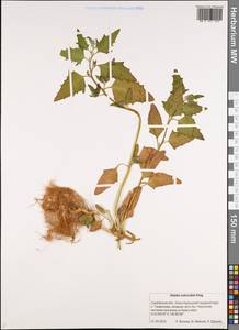 Atriplex subcordata Kitag., Siberia, Russian Far East (S6) (Russia)