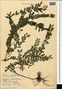 Buxus sempervirens L., Caucasus, Abkhazia (K4a) (Abkhazia)