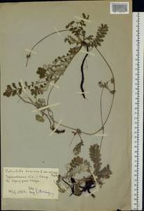 Argentina anserina subsp. anserina, Eastern Europe, North Ukrainian region (E11) (Ukraine)