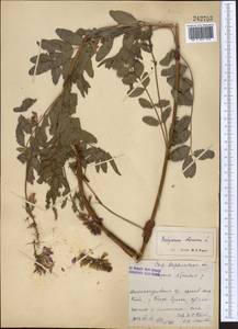 Hedysarum neglectum Ledeb., Middle Asia, Western Tian Shan & Karatau (M3) (Kazakhstan)
