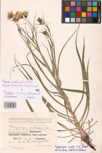 Tragopogon podolicus Besser ex DC., Eastern Europe, Lower Volga region (E9) (Russia)