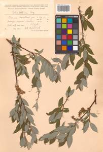 Salix bebbiana Sarg., Siberia, Russian Far East (S6) (Russia)