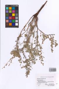 Atraphaxis replicata Lam., Eastern Europe, Lower Volga region (E9) (Russia)