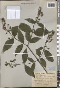 Philadelphus coronarius L., Caucasus, Krasnodar Krai & Adygea (K1a) (Russia)