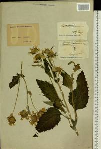 Verbesina encelioides (Cav.) Benth. & Hook. fil. ex A. Gray, Eastern Europe, North Ukrainian region (E11) (Ukraine)