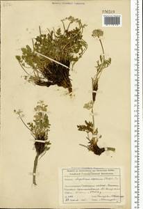 Pachypleurum mutellinoides (Crantz) Holub, Siberia, Altai & Sayany Mountains (S2) (Russia)