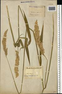 Phalaris arundinacea L., Eastern Europe, North Ukrainian region (E11) (Ukraine)