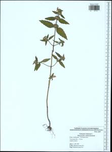 Galeopsis ladanum L., Eastern Europe, Central region (E4) (Russia)