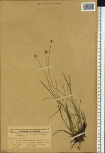 Carex pseudololiacea F.Schmidt, Siberia, Russian Far East (S6) (Russia)