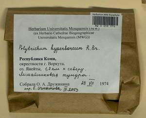 Polytrichum hyperboreum R. Br., Bryophytes, Bryophytes - European North East (B7) (Russia)