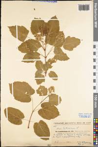 Acer tataricum L., Eastern Europe, North Ukrainian region (E11) (Ukraine)