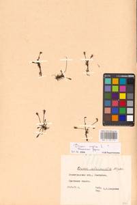 Drosera × anglica Huds., Eastern Europe, North-Western region (E2) (Russia)