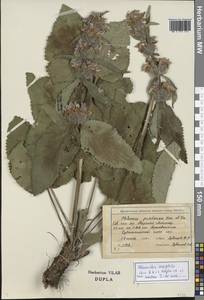 Phlomoides oreophila (Kar. & Kir.) Adylov, Kamelin & Makhm., Middle Asia, Northern & Central Tian Shan (M4) (Kazakhstan)