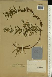 Gratiola officinalis L., Eastern Europe, South Ukrainian region (E12) (Ukraine)