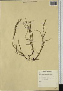 Bromus commutatus Schrad., Western Europe (EUR) (Netherlands)