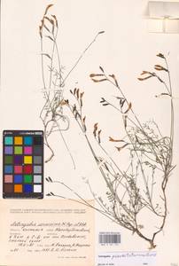 Astragalus pseudotataricus Boriss., Eastern Europe, Lower Volga region (E9) (Russia)