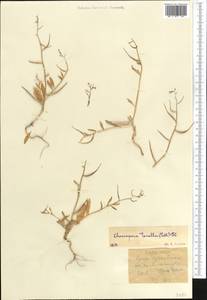 Chorispora tenella (Pall.) DC., Middle Asia, Western Tian Shan & Karatau (M3) (Kazakhstan)