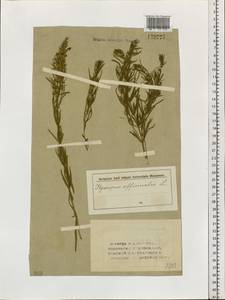 Hyssopus officinalis L., Siberia, Western (Kazakhstan) Altai Mountains (S2a) (Kazakhstan)