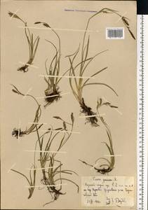 Carex panicea L., Eastern Europe, North Ukrainian region (E11) (Ukraine)