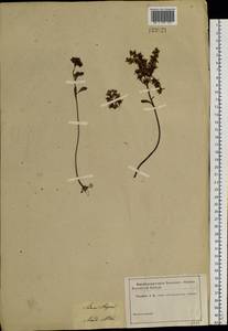 Phedimus aizoon (L.) 't Hart, Siberia, Altai & Sayany Mountains (S2) (Russia)