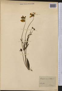 Coreopsis auriculata L., America (AMER) (Estonia)