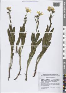 Senecio pyrenaicus L., Western Europe (EUR) (Spain)