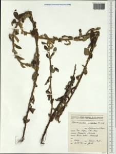 Pterocaulon redolens (G.Forst. ex Willd.) Benth. ex Fern.-Vill., Australia & Oceania (AUSTR) (New Caledonia)