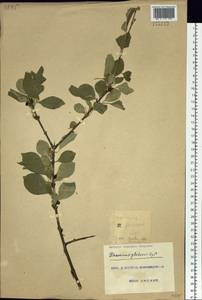 Rhamnus rugulosa Hemsl., Siberia, Russian Far East (S6) (Russia)