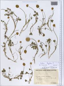 Trifolium fragiferum L., Eastern Europe, North Ukrainian region (E11) (Ukraine)