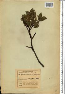 Salix myrsinites × myrsinifolia, Eastern Europe, Northern region (E1) (Russia)