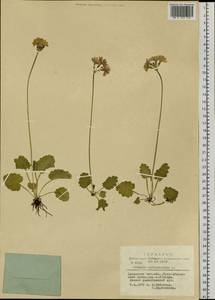 Primula cortusoides L., Siberia, Altai & Sayany Mountains (S2) (Russia)