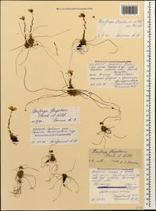 Saxifraga flagellaris Sternb. & Willd., Caucasus, North Ossetia, Ingushetia & Chechnya (K1c) (Russia)