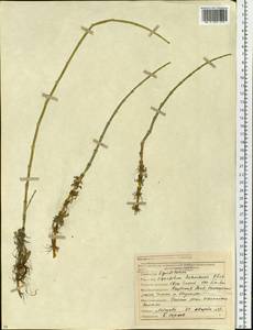 Equisetum fluviatile L., Siberia, Yakutia (S5) (Russia)