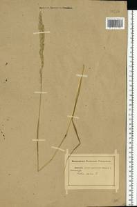 Lolium pratense (Huds.) Darbysh., Eastern Europe, Rostov Oblast (E12a) (Russia)