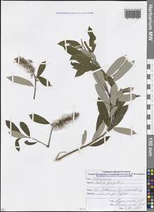 Salix fragilis L., Caucasus, North Ossetia, Ingushetia & Chechnya (K1c) (Russia)