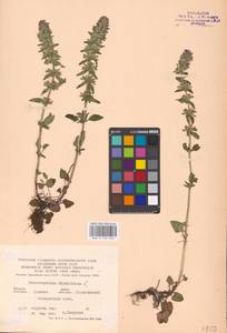 MHA 0 155 946, Dracocephalum thymiflorum L., Eastern Europe, Central forest-and-steppe region (E6) (Russia)